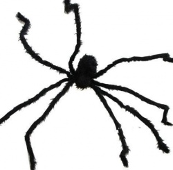 Pavouk černý - obří